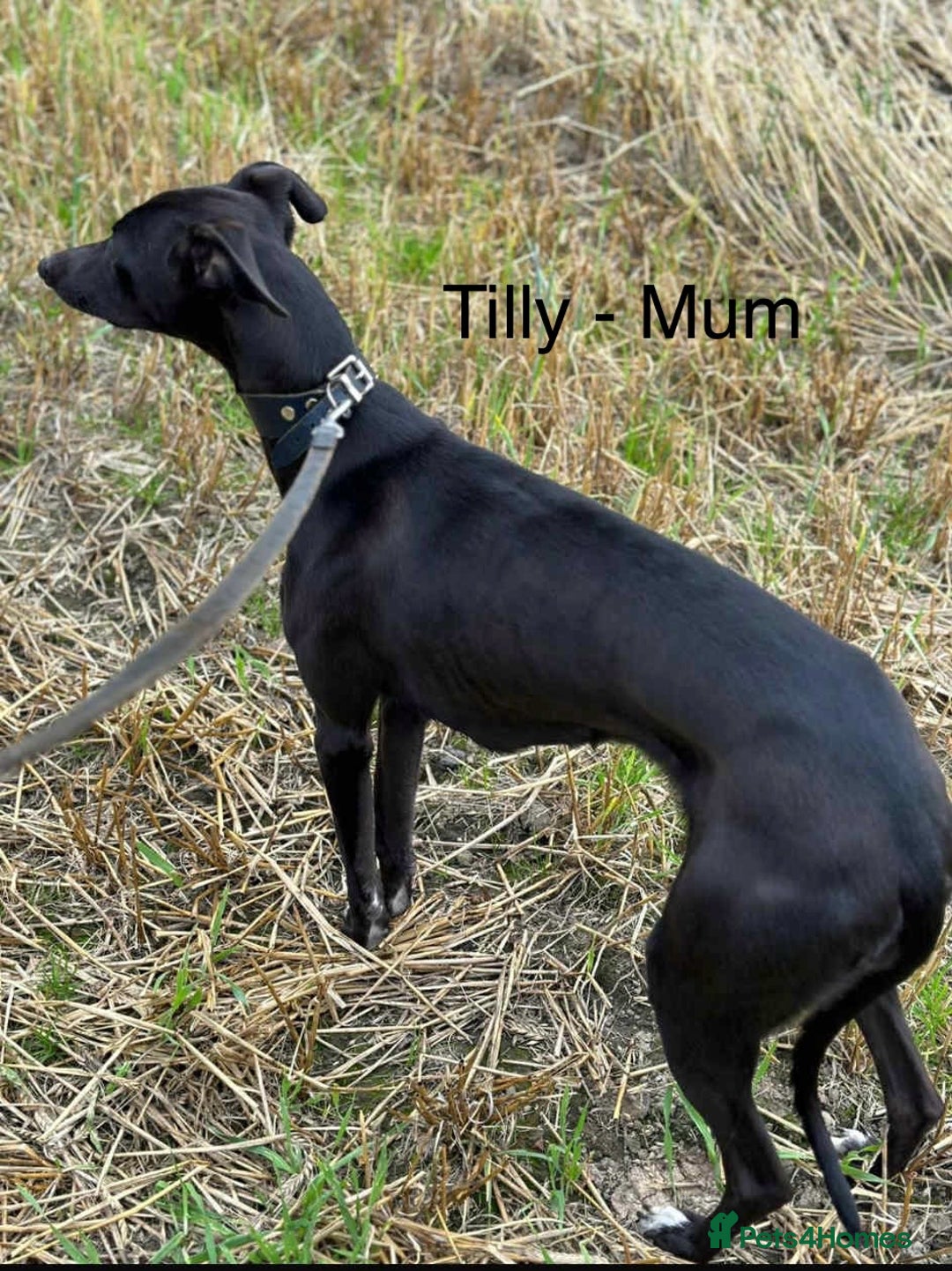 Whippet dogs for sale: Beautiful Whippet puppies for sale!  - Image 8