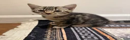 Domestic Shorthair cats for sale: Tabby coat 10 weeks old kitten in Bradford - Advert 3