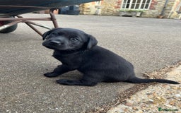 Labrador Retriever dogs for sale: Two Labrador Dog Puppies - black - Image 7