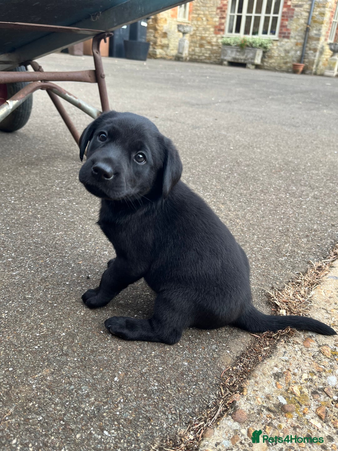 Labrador Retriever dogs for sale: Two Labrador Dog Puppies - black - Image 7
