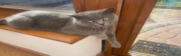 British Shorthair cats for sale: British shorthair females for sale  - Advert 3