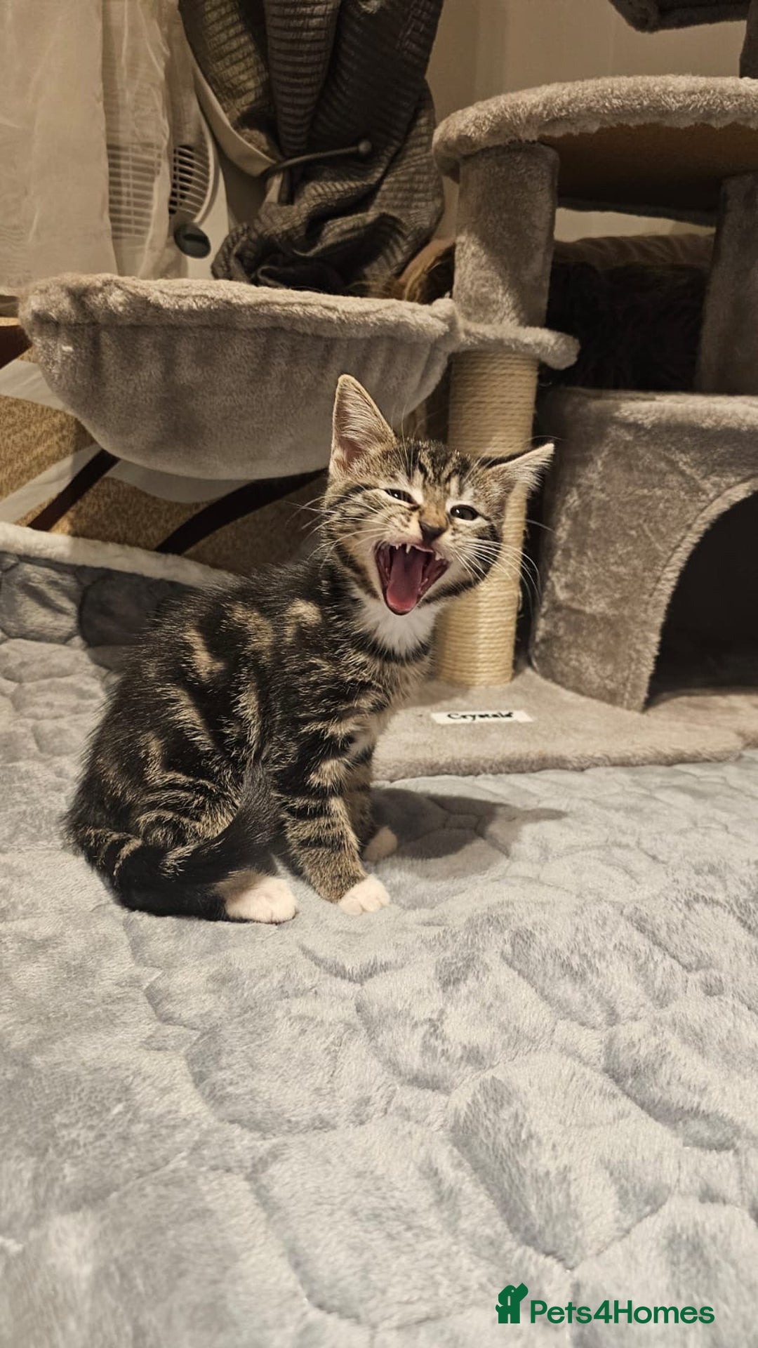 American Shorthair cats for sale: Shorthair Kittens Ready for loving homes  - Advert 6