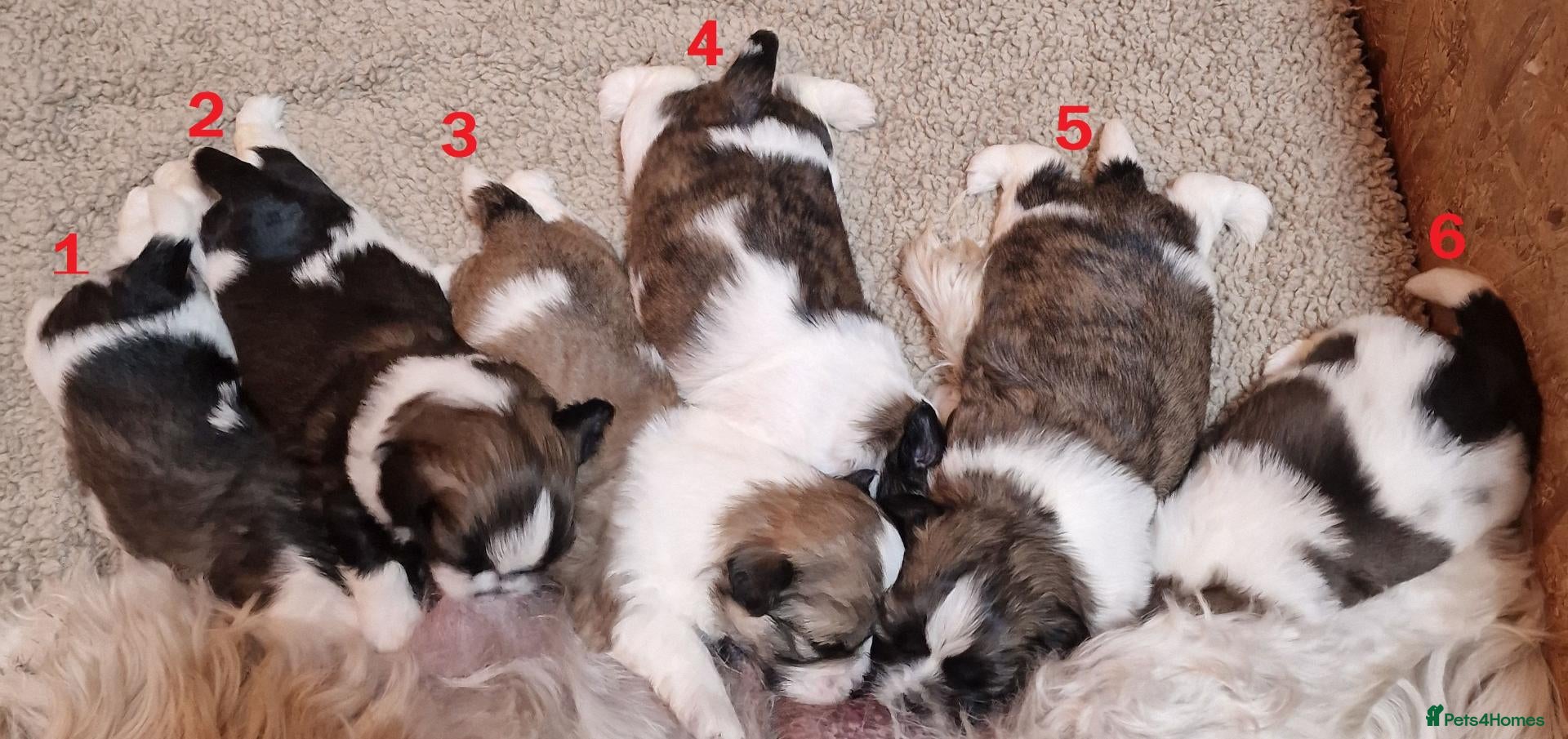 Shih Tzu dogs Pure bred shih tzu puppies in Cardiff - Advert 14