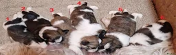 Shih Tzu dogs for sale: Pure bred shih tzu puppies in Cardiff - Advert 1