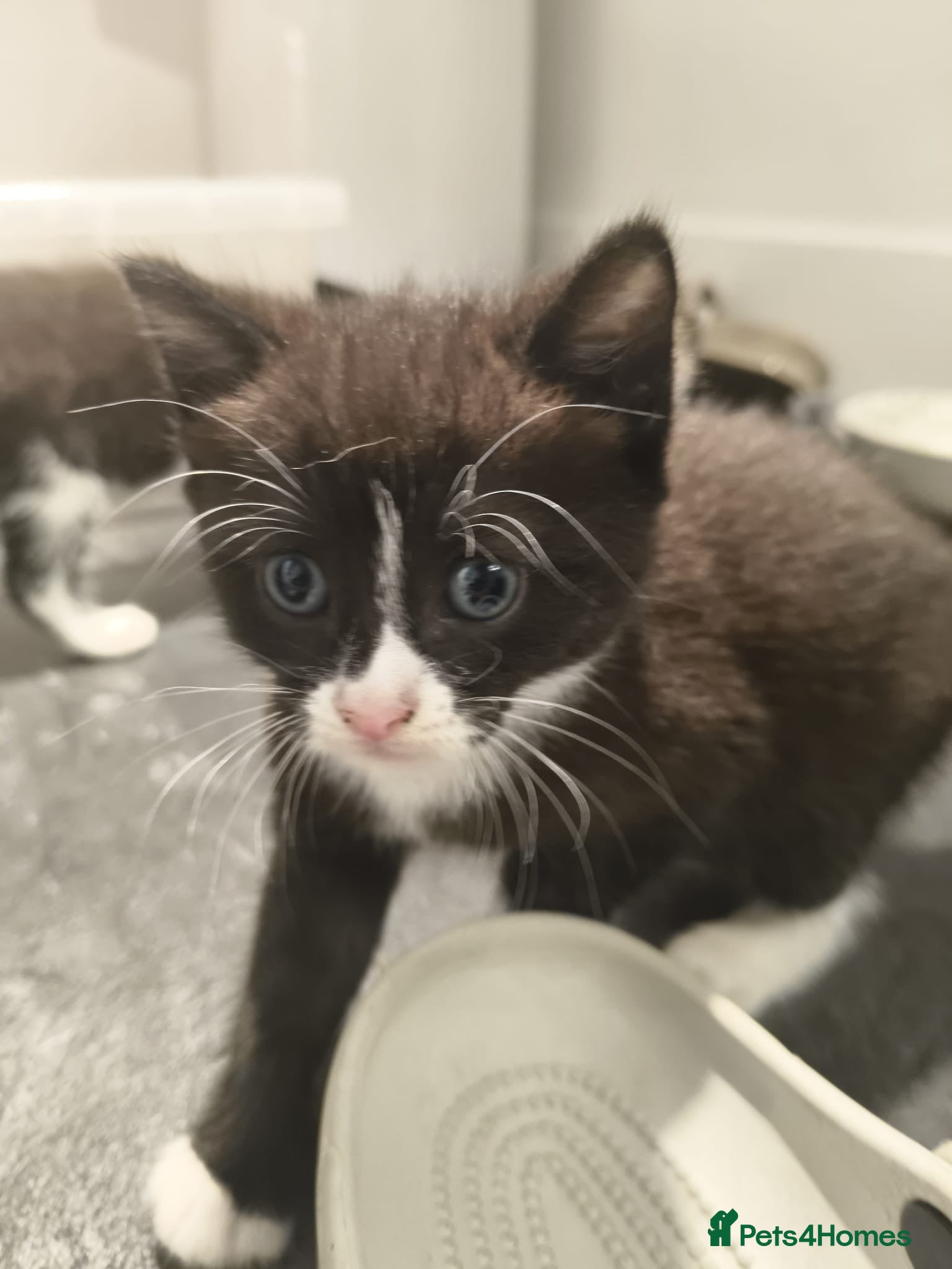 Mixed Breed cats for sale: Gorgeous Tabby Kittens - 3 Left - Advert 13