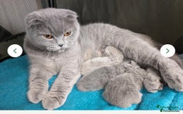 British Shorthair cats for sale: British short hair mix Scottish  - Advert 8