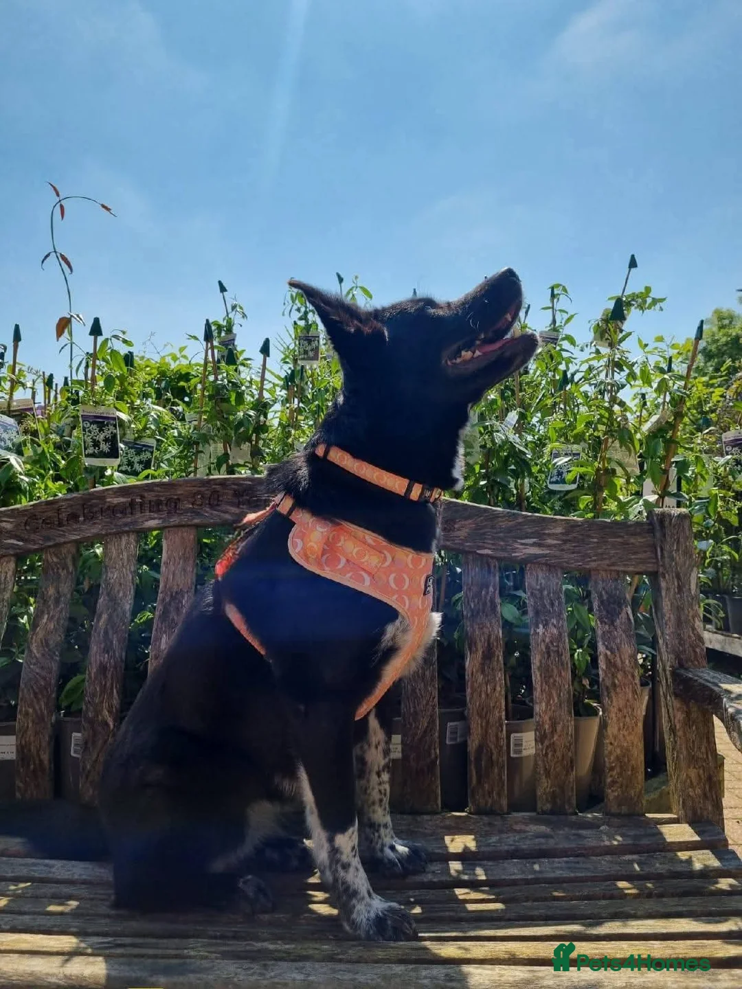 Mixed Breed dogs for adoption: Meet Moon, currently residing in West Sussex in Eastbourne - Advert 7