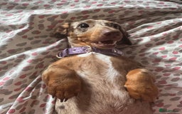 Dachshund dogs for sale: Rehoming two sisters, need to go to the same home - Image 5