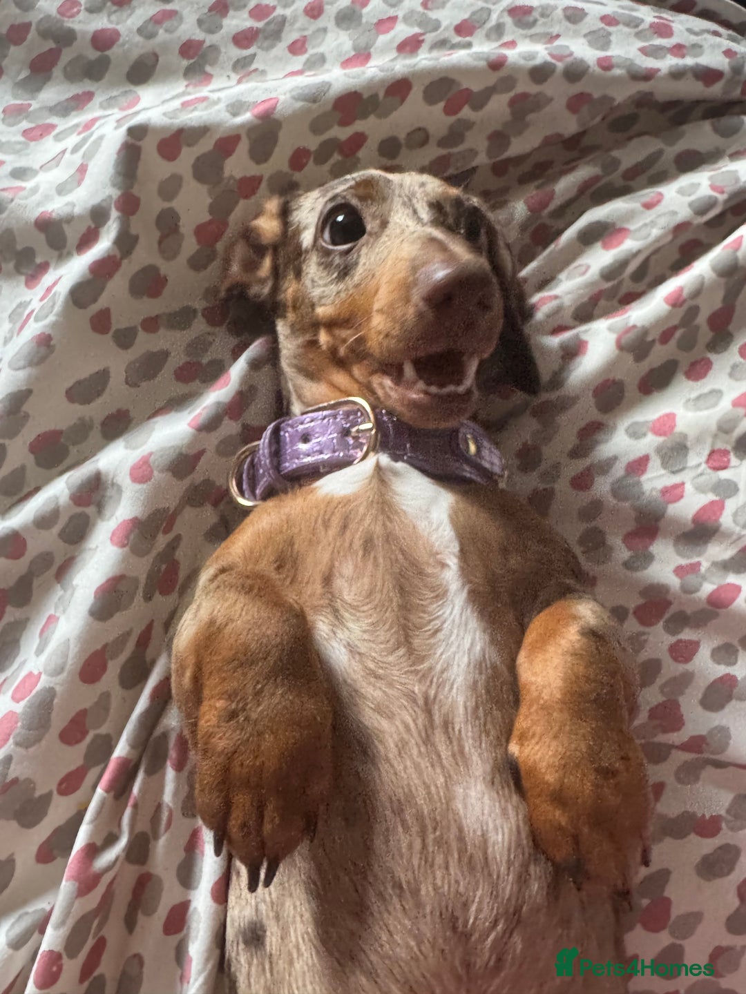 Dachshund dogs for sale: Rehoming two sisters, need to go to the same home - Image 5