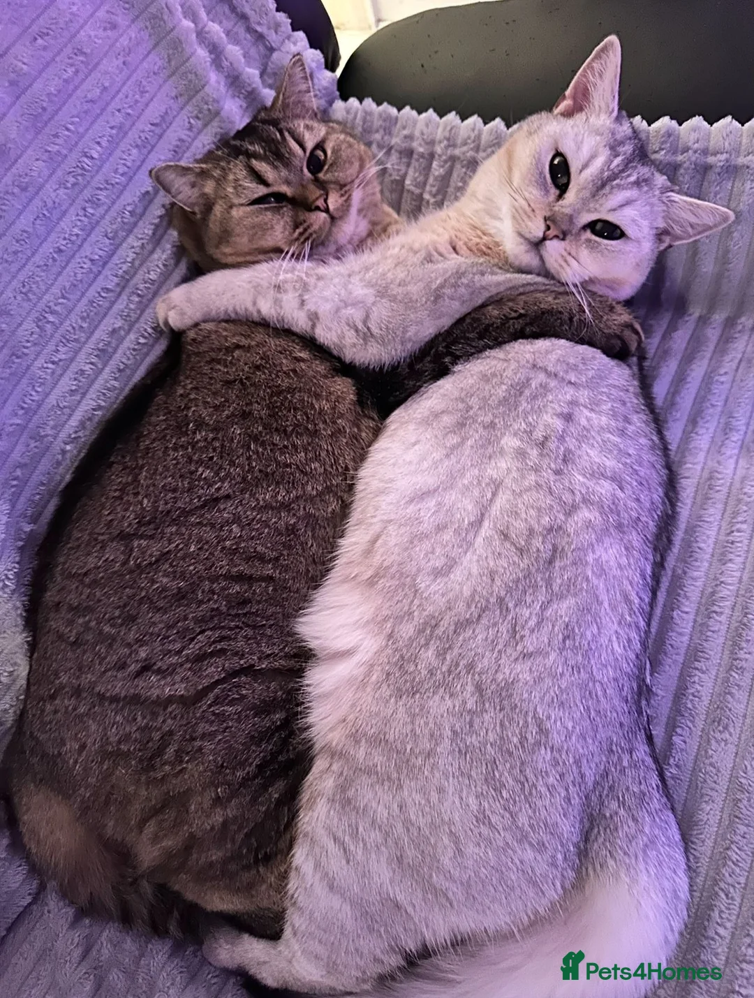 British Shorthair cats for sale: Bella and Ollie looking for a forever home  in Sidcup - Advert 2