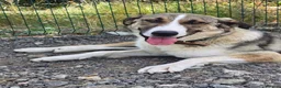 Mixed Breed dogs for adoption: Beautiful Big Girl Blanca  - Advert 20