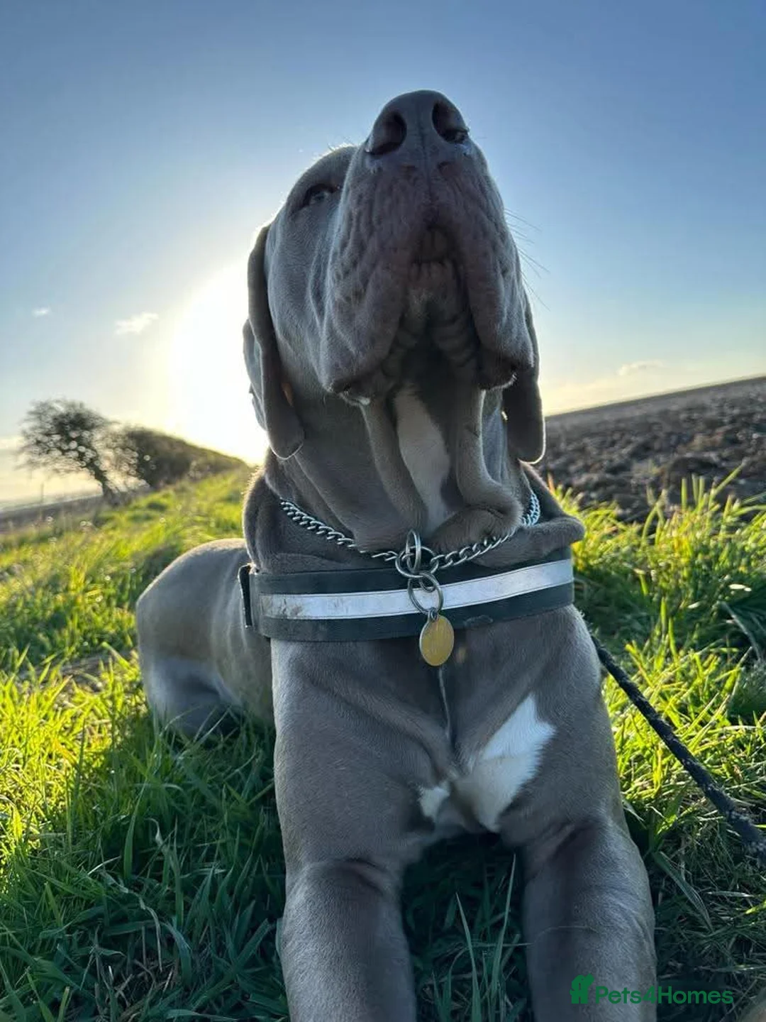 Weimaraner dogs for adoption: Meet Bruno, currently residing in Surrey - Advert 10