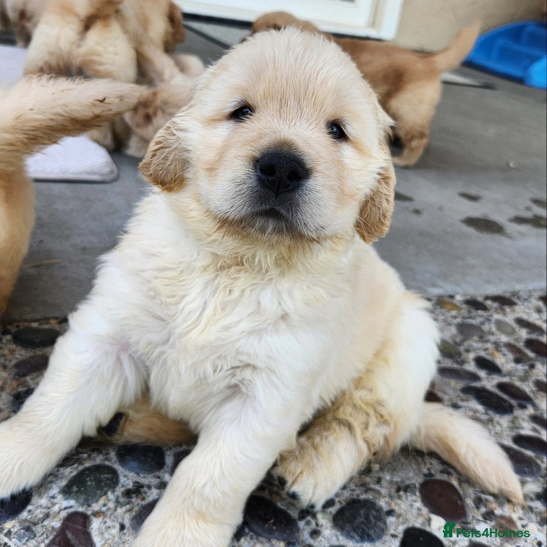 Golden Retriever dogs for sale: Golden Retriever Pups for Sale will be Ready Soon - Image 17