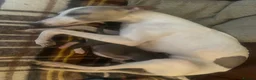 Mixed Breed dogs for sale: 8 stunning Italian greyhound x whippet puppies !!  - Advert 7