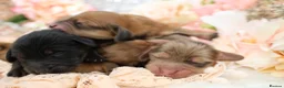 Miniature Dachshund dogs for sale: KC Longhair Miniature Dachshund Puppies - Advert 13