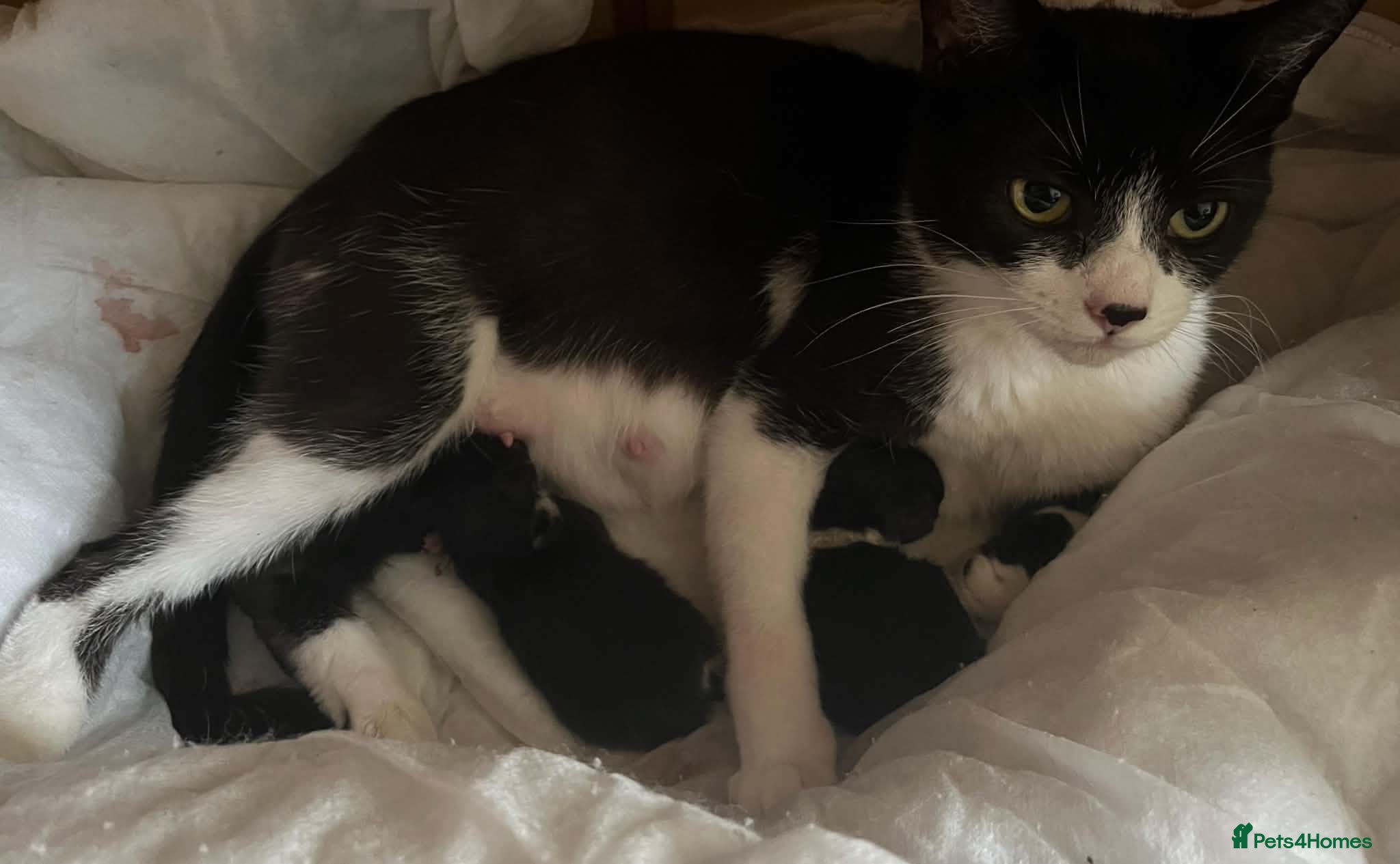 Mixed Breed cats Tuxedo girls - Advert 2
