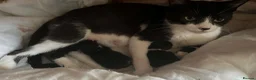 Mixed Breed cats for sale: Tuxedo girls - Advert 1