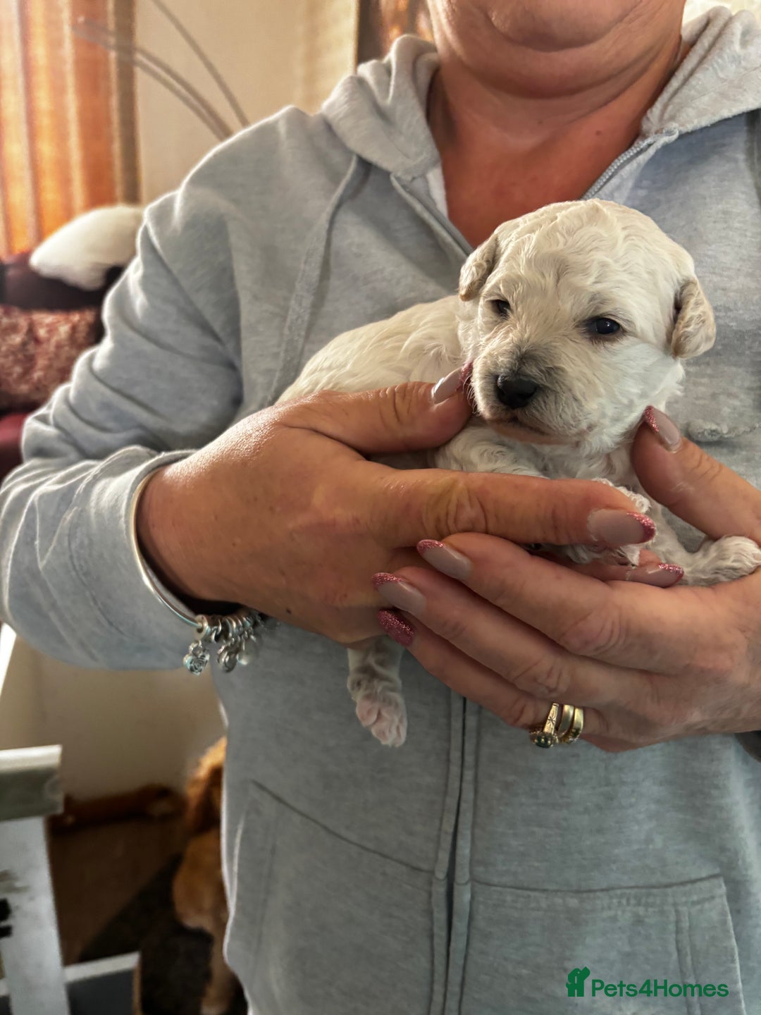 Poochon dogs for sale: Poochon Puppies - Image 4