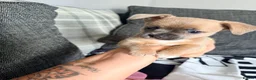Mixed Breed dogs for sale: bulluahua Puppies  - Advert 24
