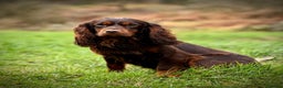 Cocker Spaniel dogs for stud: Small Health Tested KC liver and tan Cocker Stud in Harrogate - Advert 6