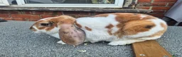 Mini Lop rabbits for sale: ❤️  Stunning plush lops ❤️  - Advert 3