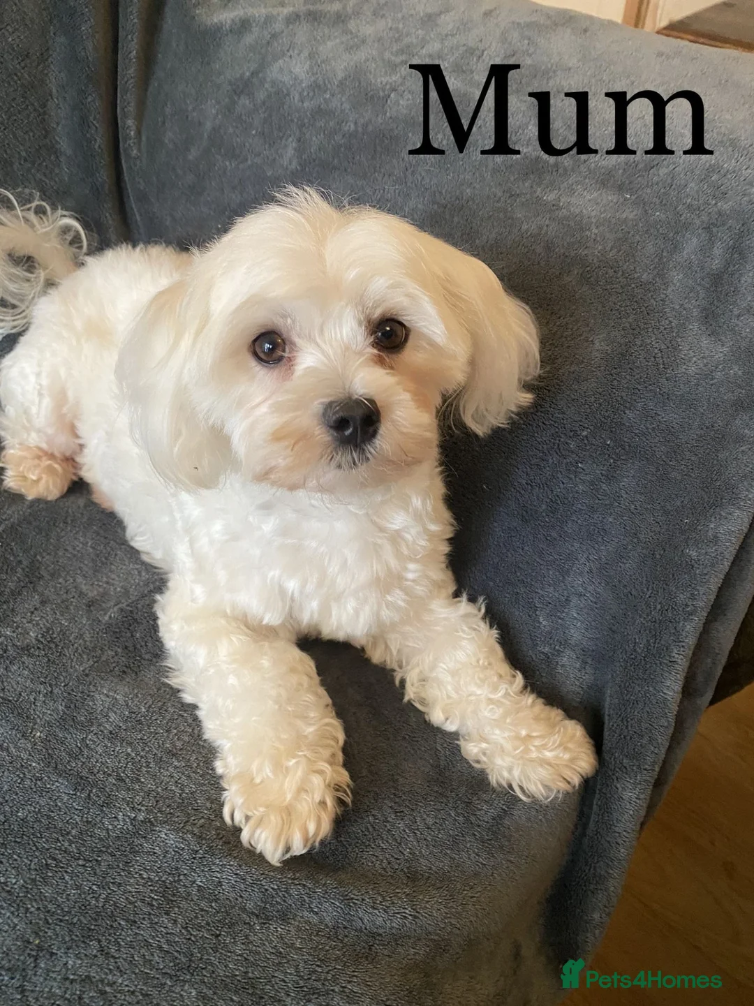 Maltipoo dogs for sale: Beautiful Maltipoo Puppies - Advert 7