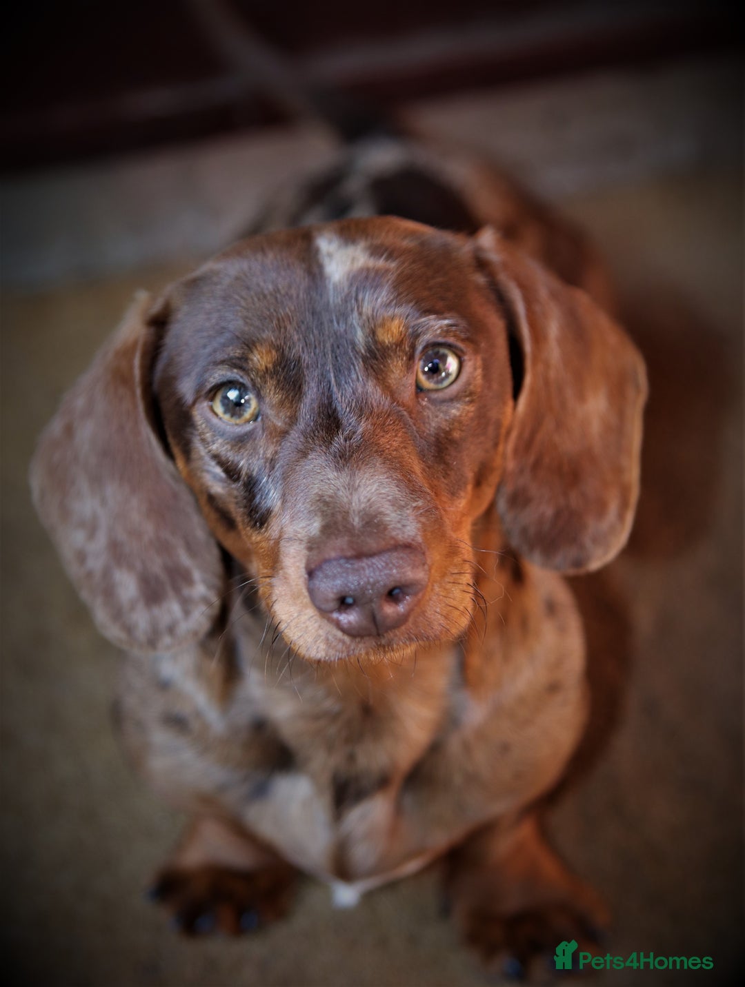 Miniature Dachshund dogs for stud: Carries cream+Blue+**** ultrasound+Ov in Heathfield - Image 7