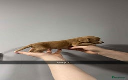 Cocker Spaniel dogs for sale: Cocker spaniel pups  - Image 17