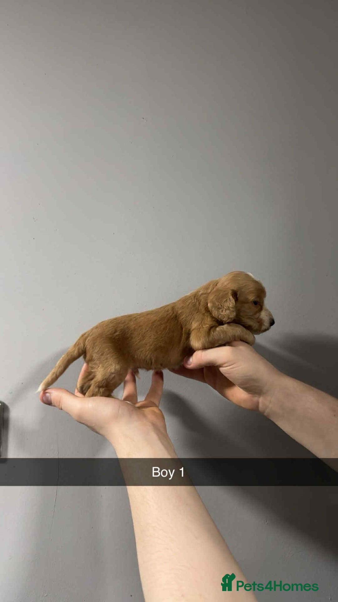 Cocker Spaniel dogs for sale: Cocker spaniel pups  - Image 17