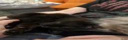 Bombay cats for sale: GCcF reg Bombay (Asian Black)  - Advert 8