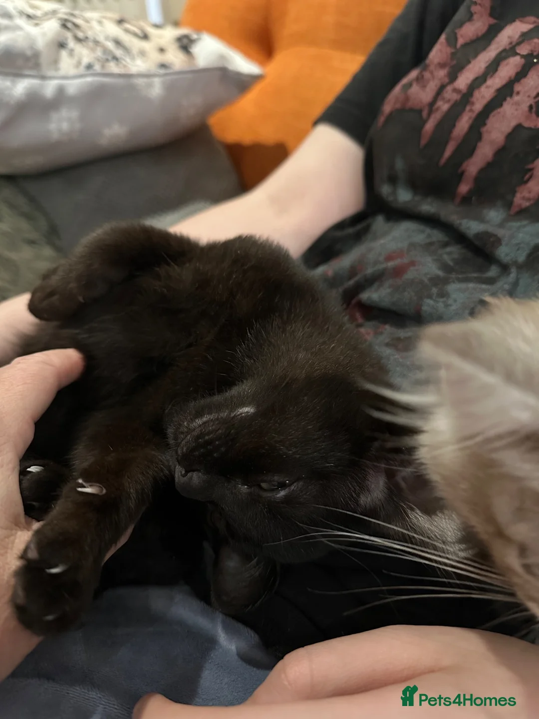 Bombay cats for sale: GCcF reg Bombay (Asian Black)  - Advert 8
