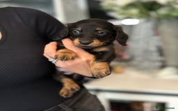 Dachshund dogs for sale: Miniature long hair dachshunds - Image 8