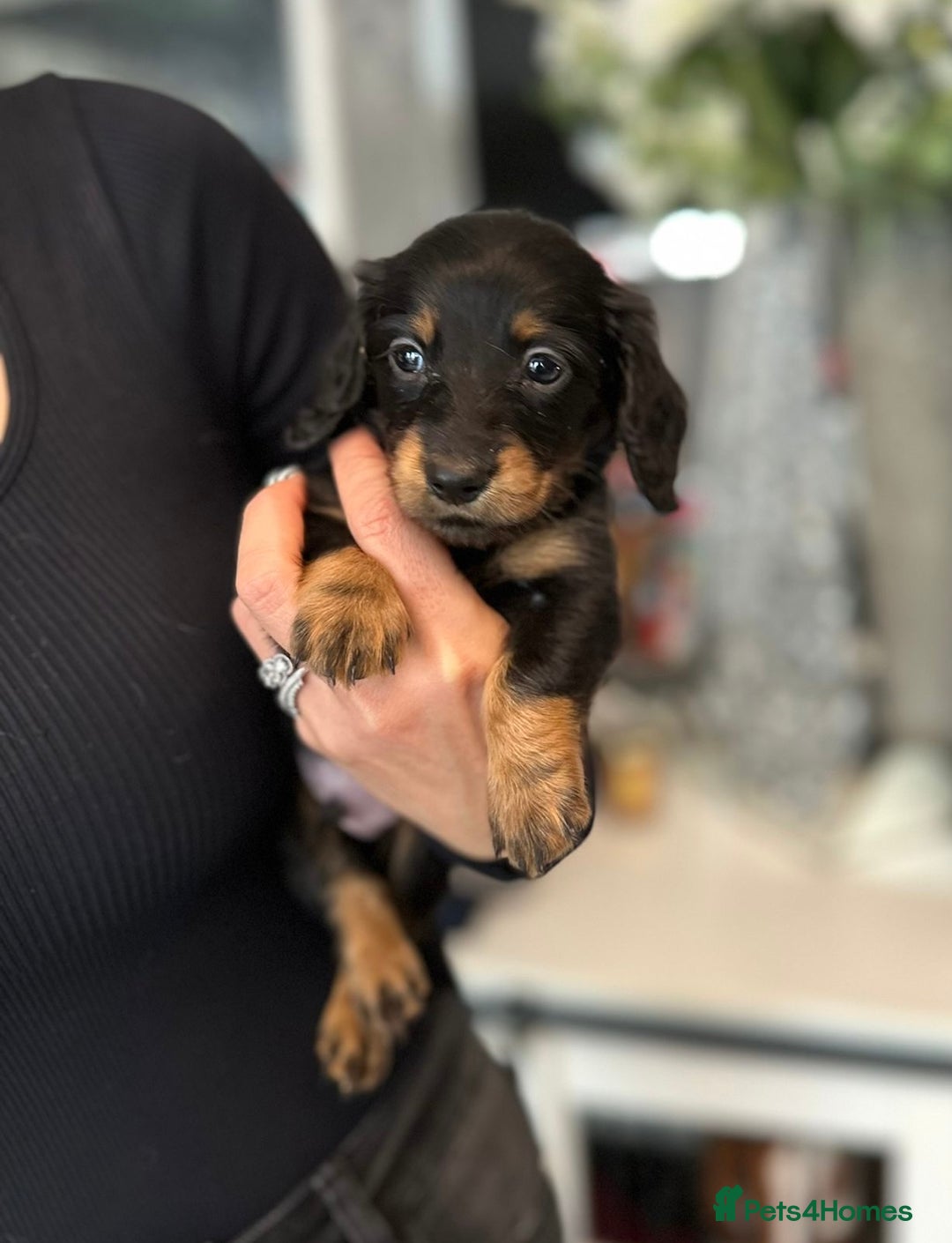 Dachshund dogs for sale: Miniature long hair dachshunds - Image 8