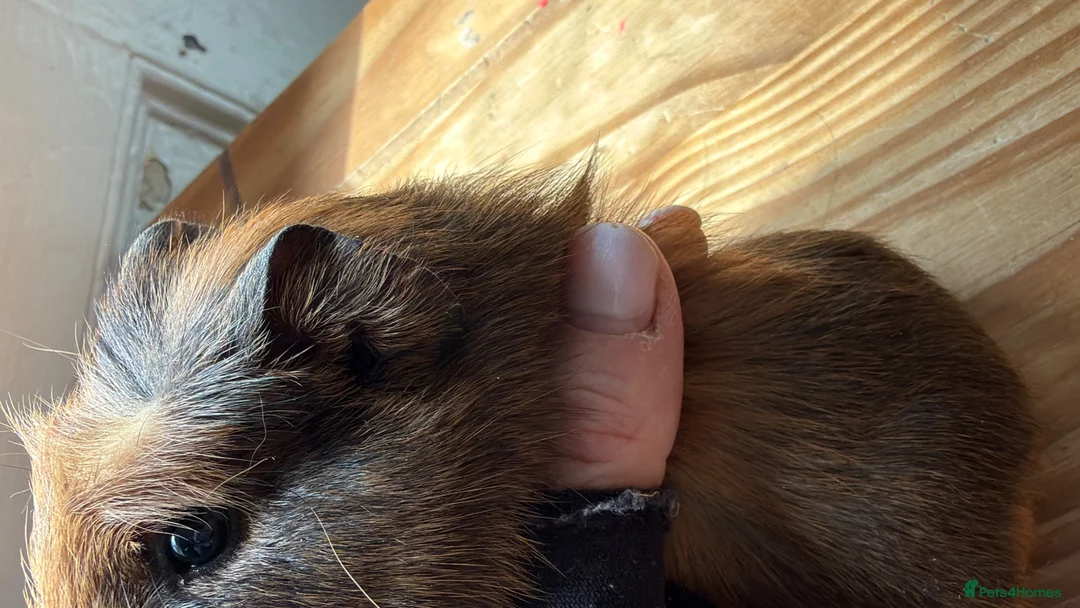 Guinea Pig rodents for sale: 2 Abyssinian x Rex and 3 teddy x Cali sows ready  - Advert 2