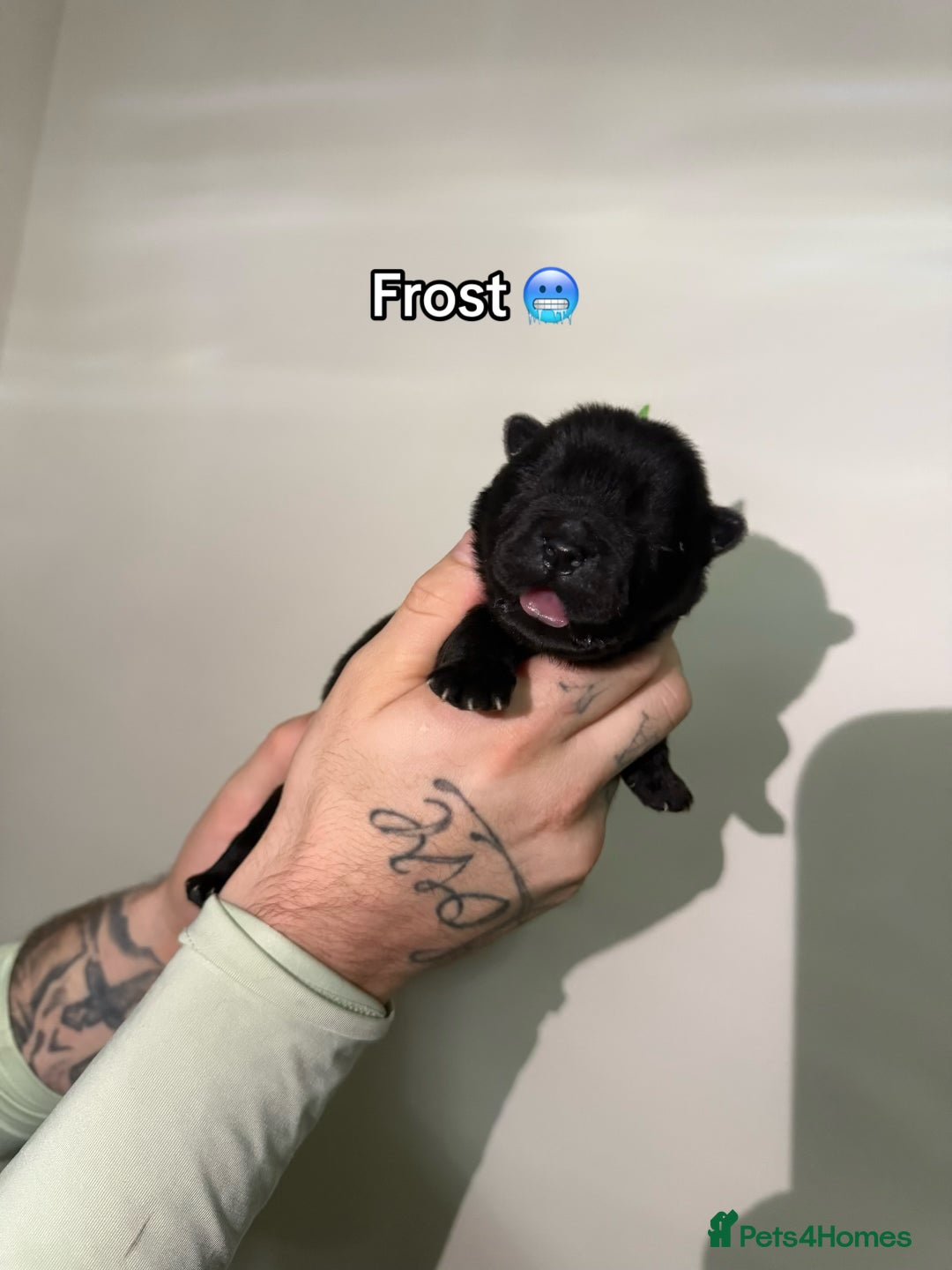 Chow Chow dogs for sale: 🍬Beautiful chow litter kc registered 🍬 - Advert 19