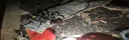 Spiders invertebrates for sale: Various tarantulas for sale - Advert 3
