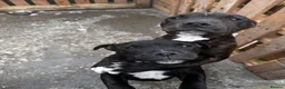Staffordshire Bull Terrier dogs for sale: 3 Staffordshire pups - Advert 2