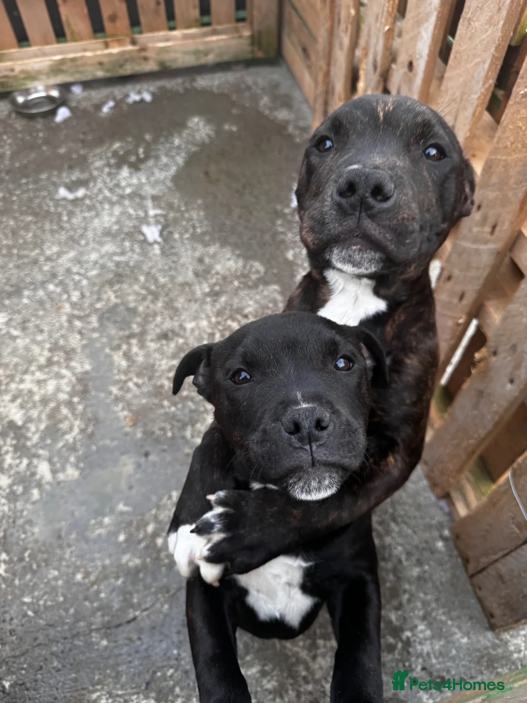 Staffordshire Bull Terrier dogs for sale: 3 Staffordshire pups - Advert 2