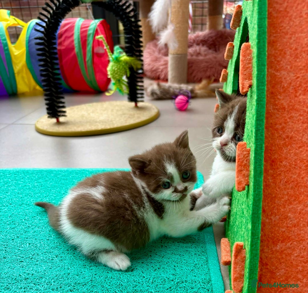 British Shorthair cats for sale: Luxury British Short-Choc& Bi-Coloured|07988240877 - Advert 13