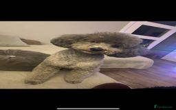 Toy Poodle dogs for stud: Silver toy poodle stud health tested  - Image 2