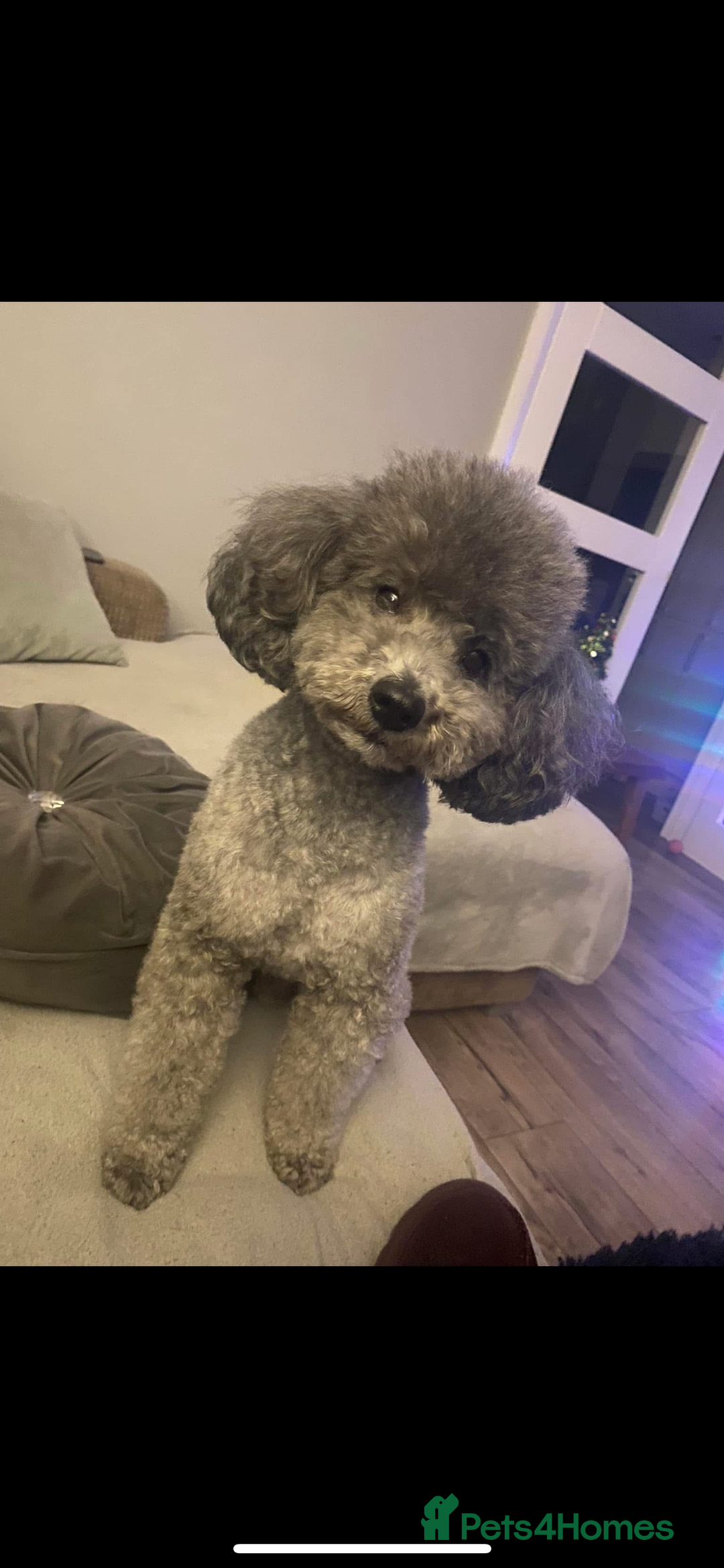 Toy Poodle dogs for stud: Silver toy poodle stud health tested  - Image 2