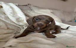 Miniature Dachshund dogs for sale: Miniature dachshunds - Image 13