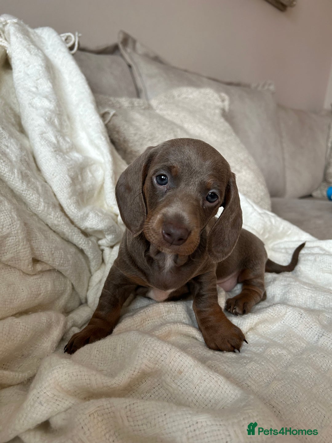 Miniature Dachshund dogs for sale: Miniature dachshunds - Image 13