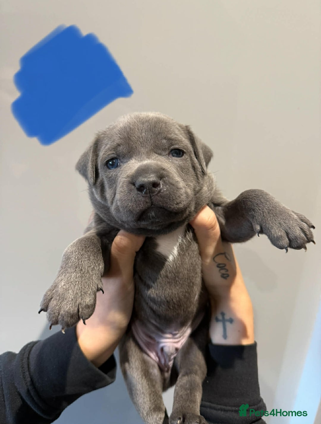 Staffordshire Bull Terrier dogs for sale: Blue Staffordshire bull terrier pups  - Advert 2