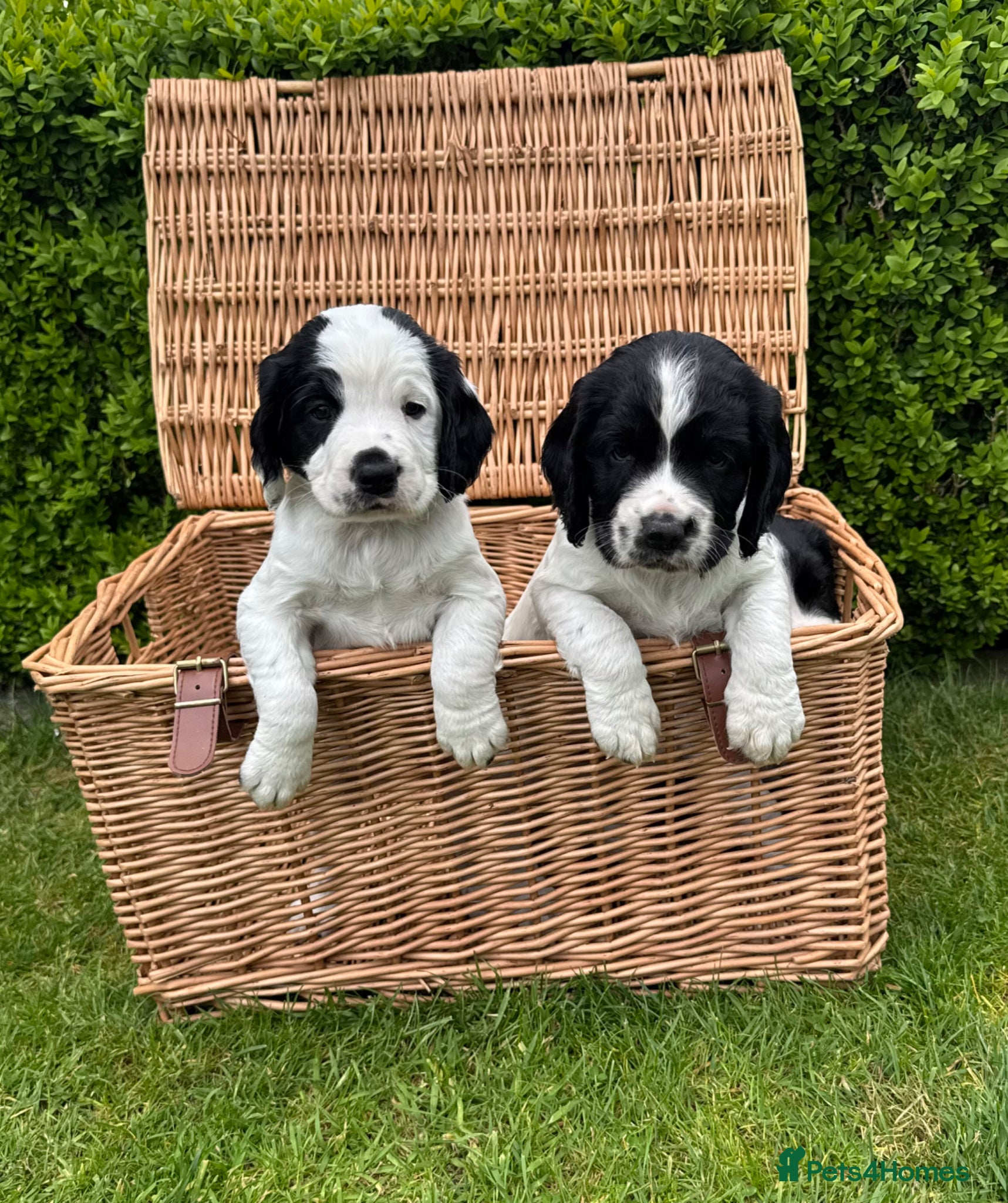 English Springer Spaniel dogs Beautiful English Springer Spaniel Puppies - Advert 3