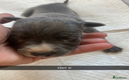 Mixed Breed dogs for sale: PressaXAmerican bull dog  - Image 7
