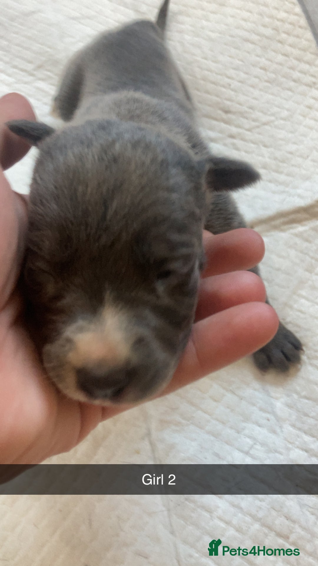 Mixed Breed dogs for sale: PressaXAmerican bull dog  - Image 7