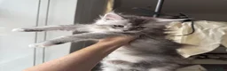 Maine Coon cats for sale: 💗RARE💗Imported lines, exceptional MC kittens😻⭐️ - Advert 28