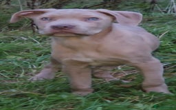 Mixed Breed dogs for sale: Cane Corso/Presa Canario Molloser dogs  - Advert 9