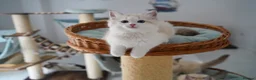 Ragdoll cats for sale: TICA registered seal lynx bicolor boy  - Advert 7